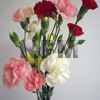 assorted carnations